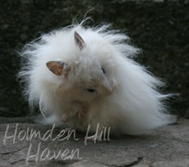 Powderpuff- Extreme Dilute Black Eyed Cream Black Longhaired